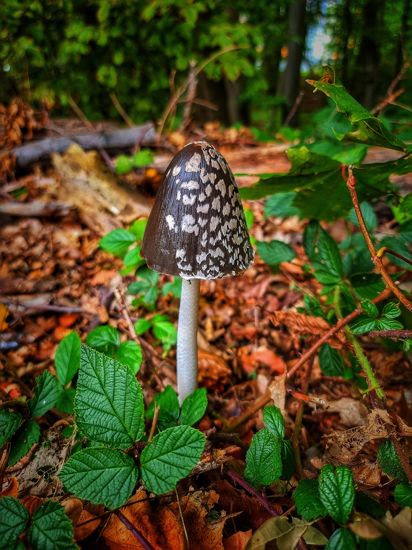 Mushroom